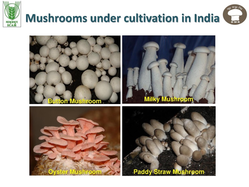File:Technologies for Mushroom Production.pdf