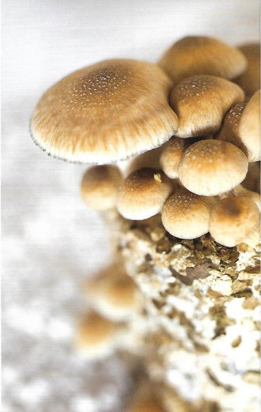 File:The-psilocybin-mushroom-bible compress.pdf