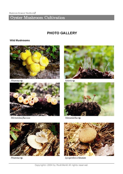 File:Oyster Mushroom Cultivation.pdf